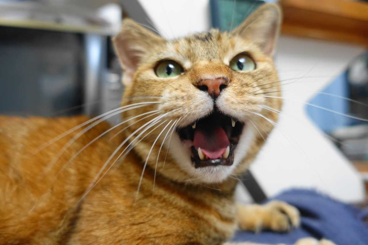 f:id:shigeo-t:20210617120148j:plain