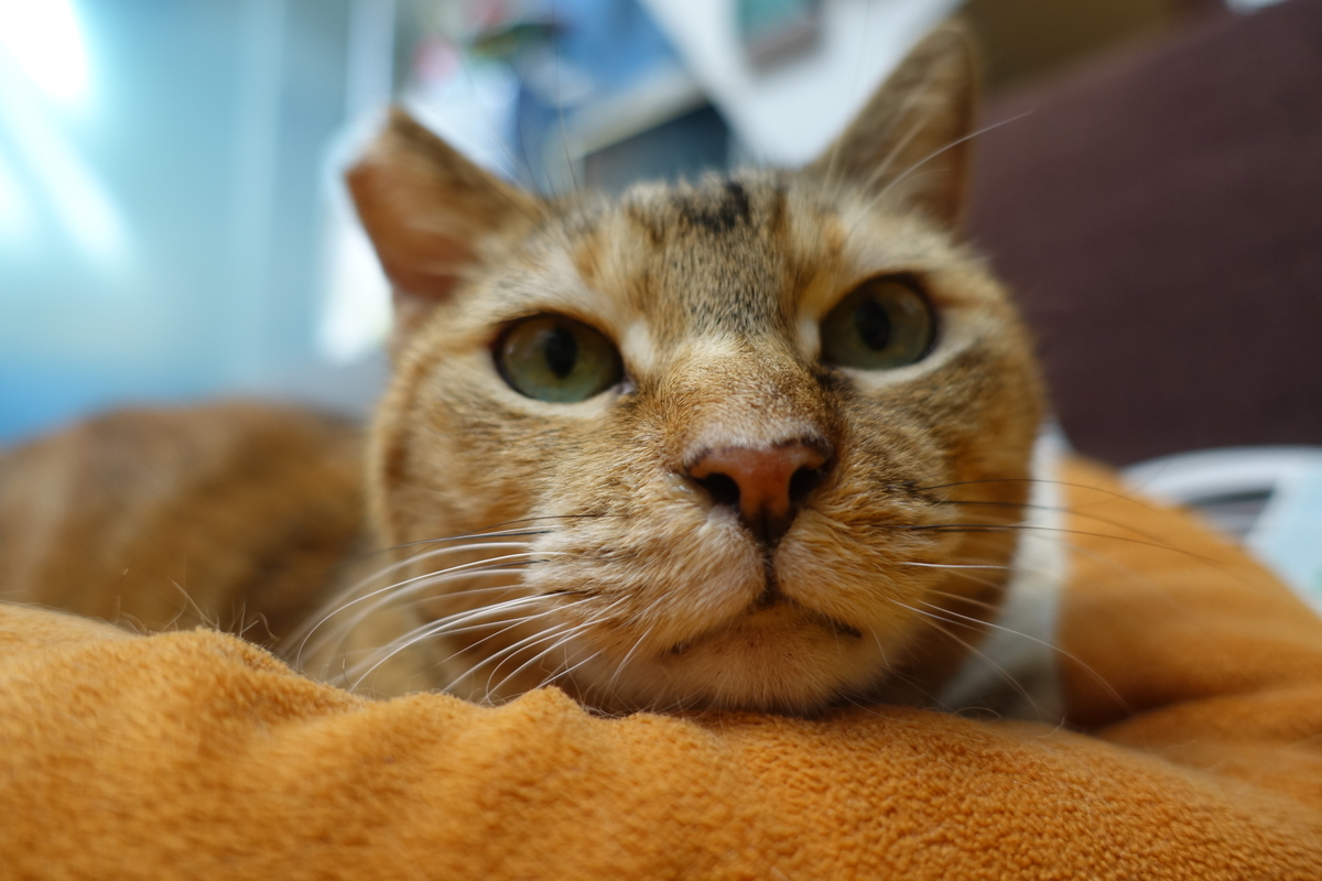 f:id:shigeo-t:20210617120417j:plain