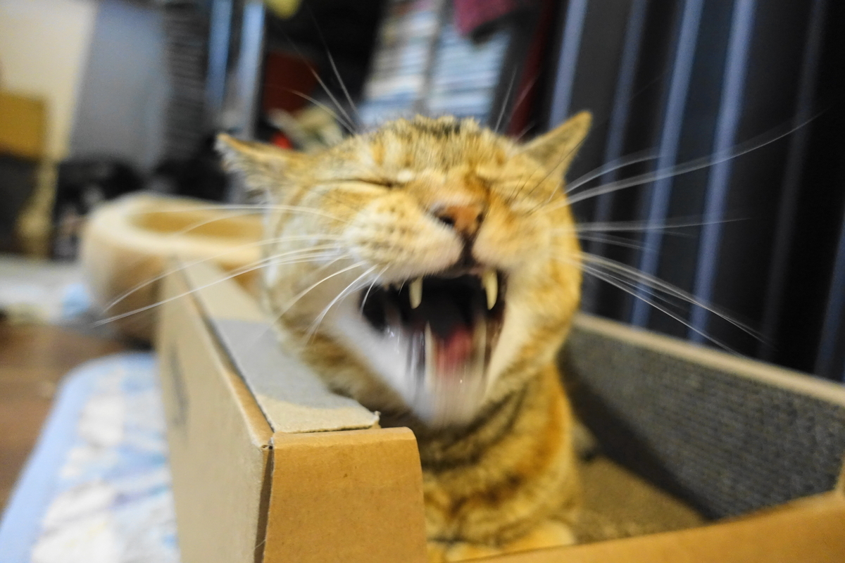 f:id:shigeo-t:20210617120633j:plain