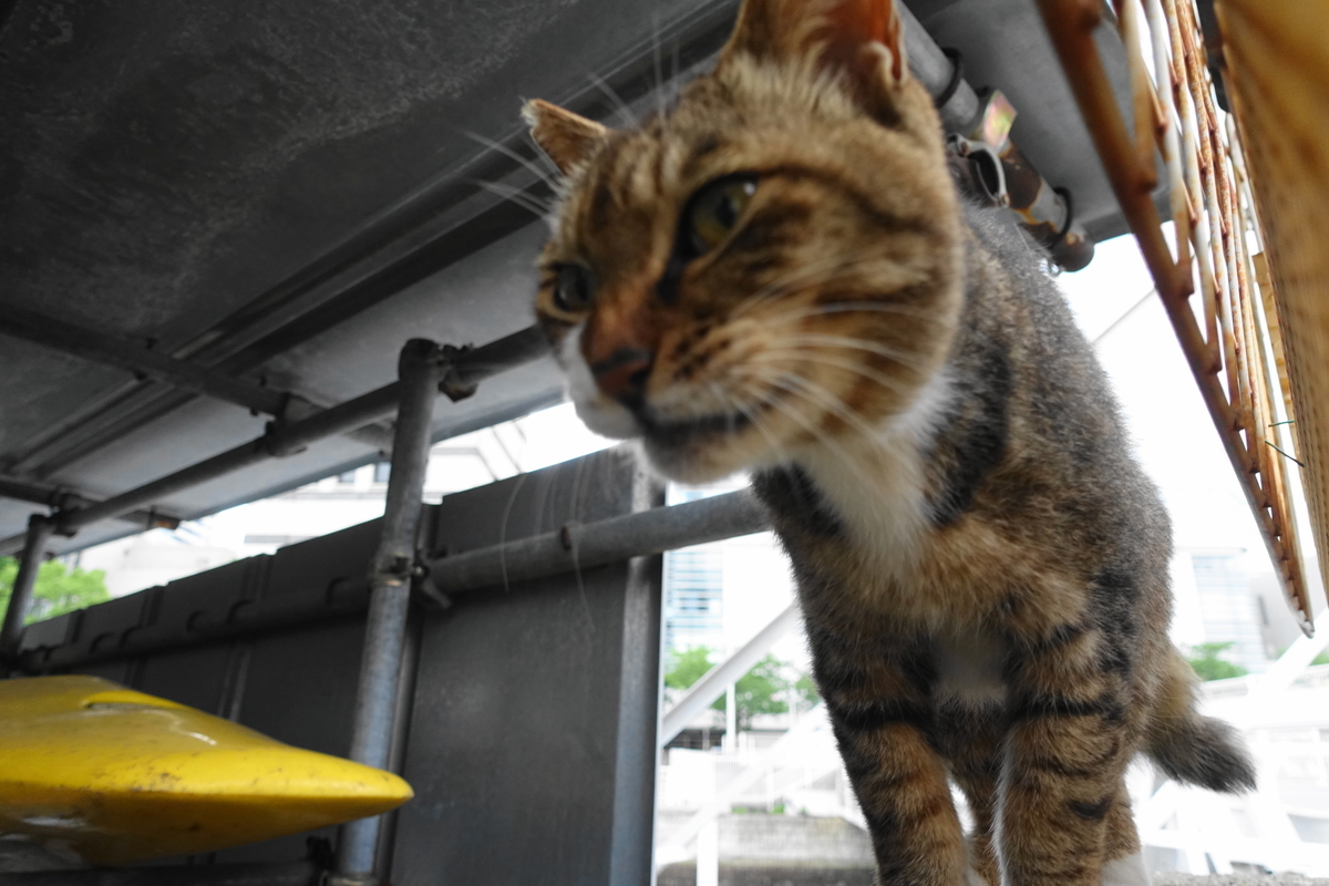 f:id:shigeo-t:20210626094530j:plain