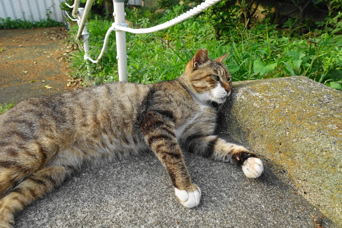 f:id:shigeo-t:20210629095656j:plain