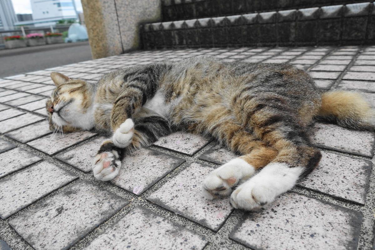 f:id:shigeo-t:20210630093714j:plain