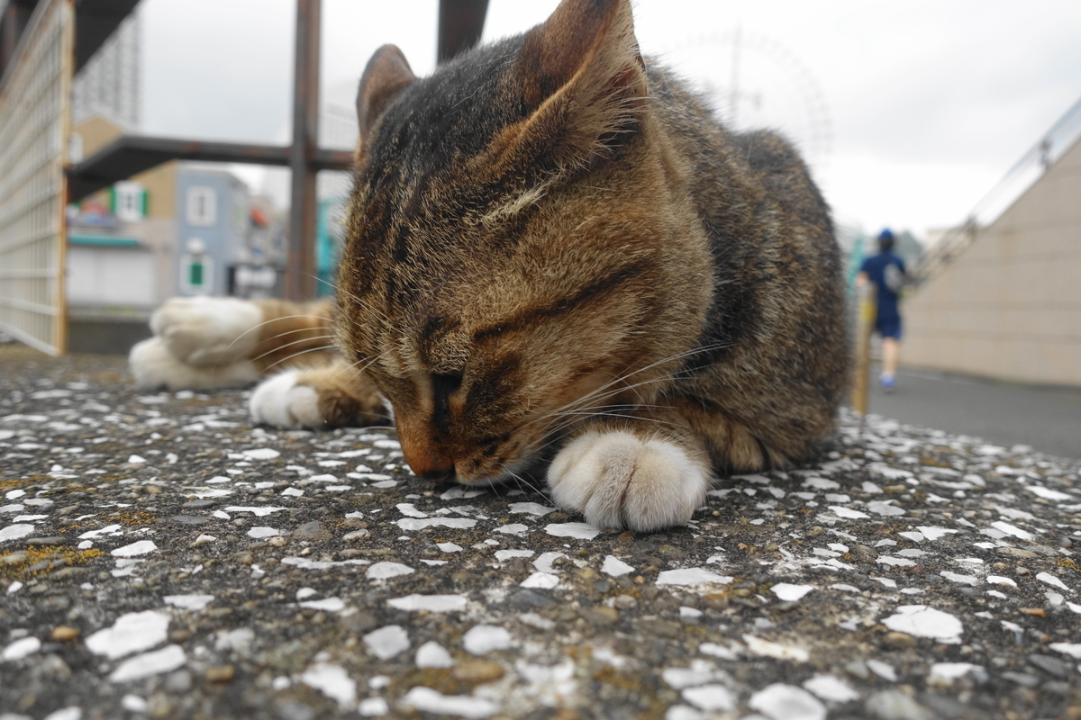 f:id:shigeo-t:20210630094130j:plain
