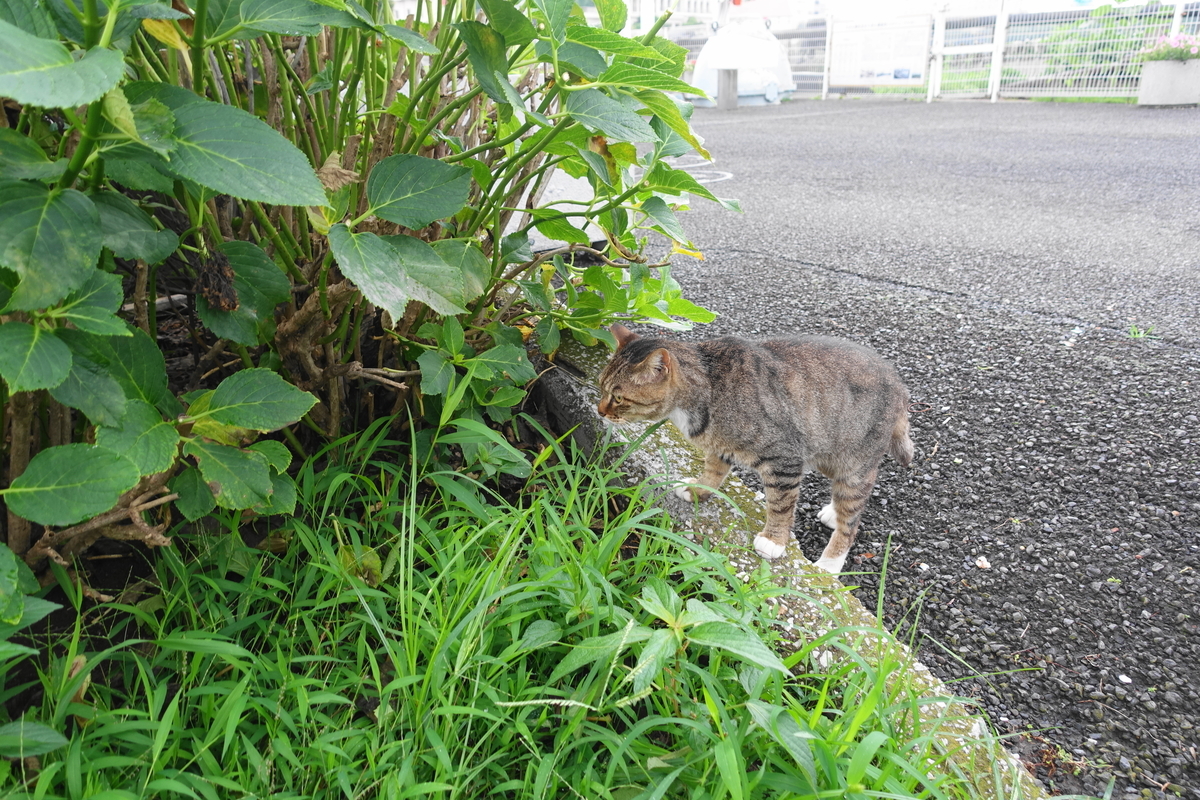 f:id:shigeo-t:20210713093708j:plain