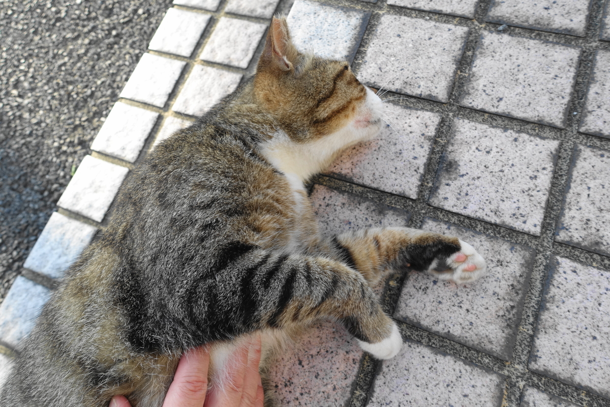 f:id:shigeo-t:20210730093348j:plain