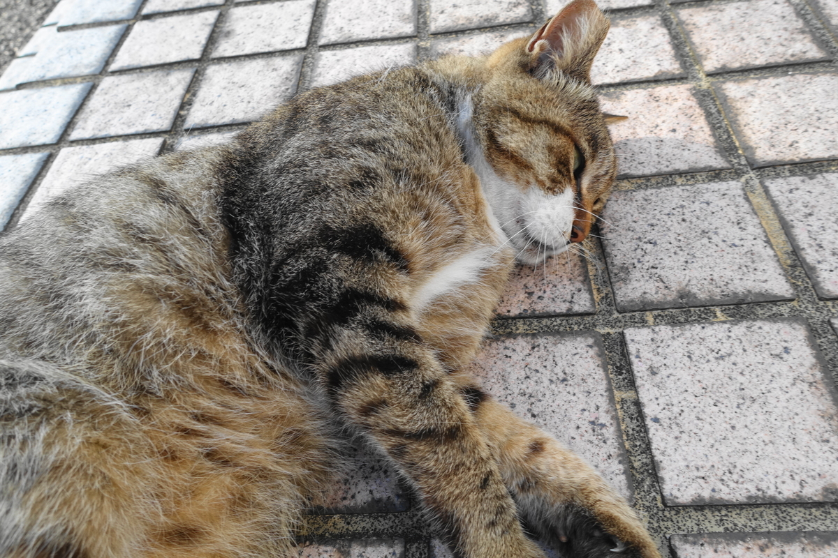 f:id:shigeo-t:20210730093404j:plain