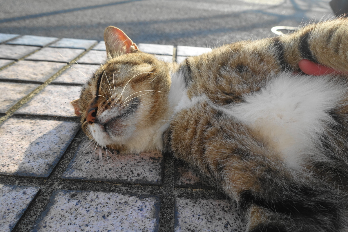 f:id:shigeo-t:20210730094433j:plain