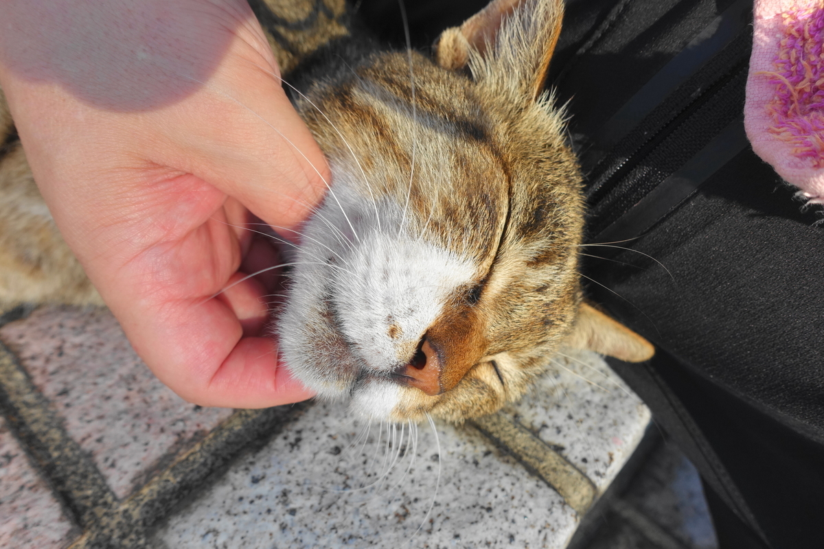 f:id:shigeo-t:20210730094536j:plain