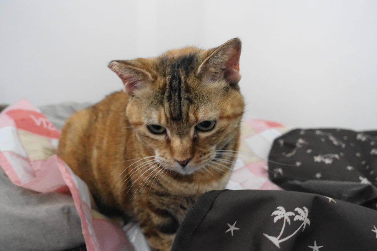 f:id:shigeo-t:20210805105204j:plain