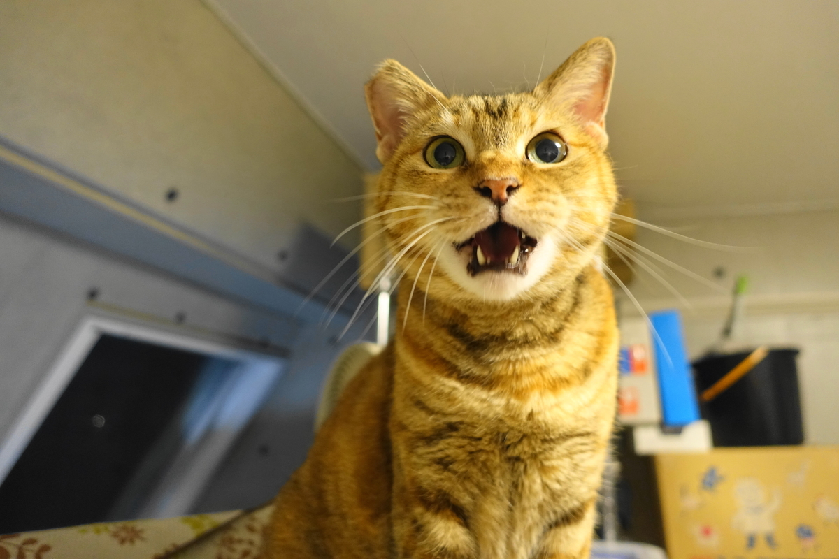 f:id:shigeo-t:20210805105254j:plain