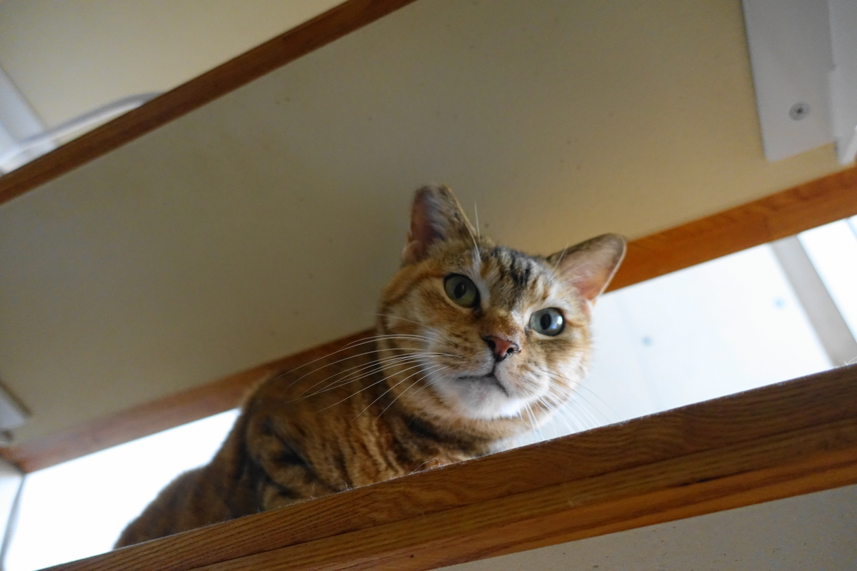 f:id:shigeo-t:20210805105448j:plain