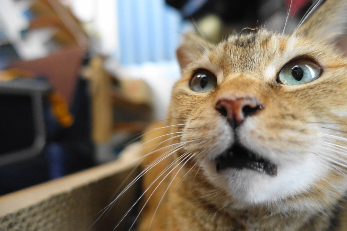 f:id:shigeo-t:20210805105806j:plain