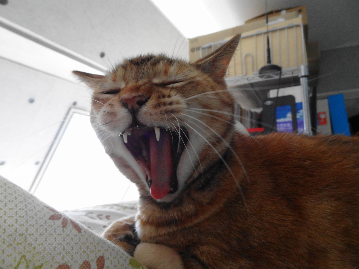 f:id:shigeo-t:20210805110139j:plain