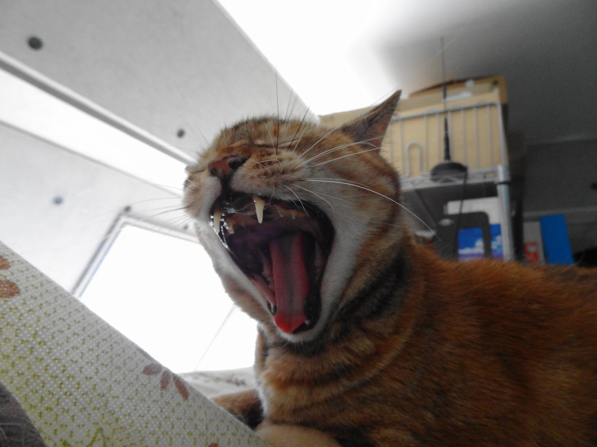 f:id:shigeo-t:20210805110141j:plain