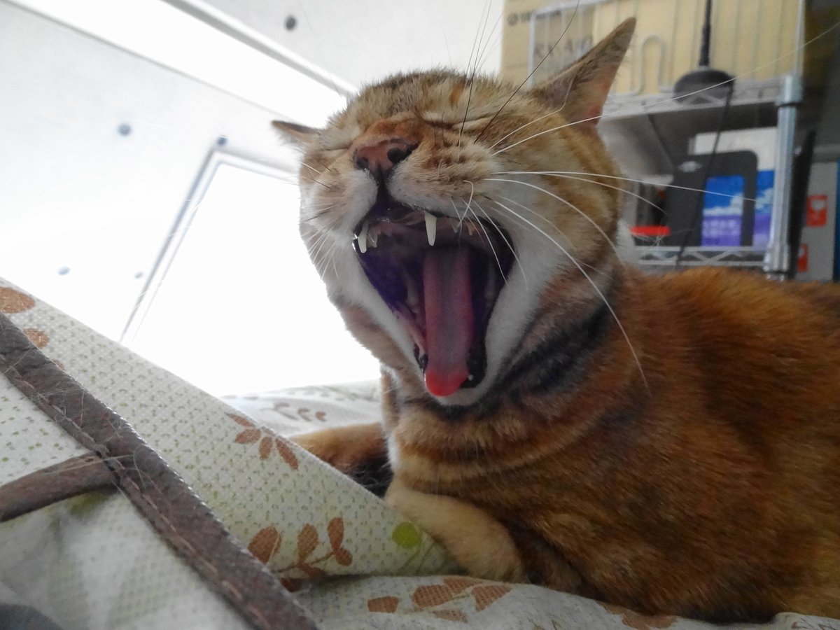 f:id:shigeo-t:20210805110157j:plain