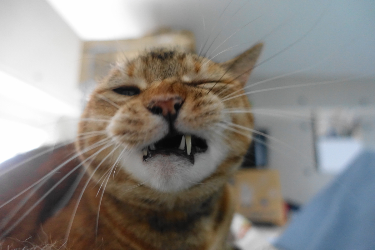 f:id:shigeo-t:20210805111138j:plain