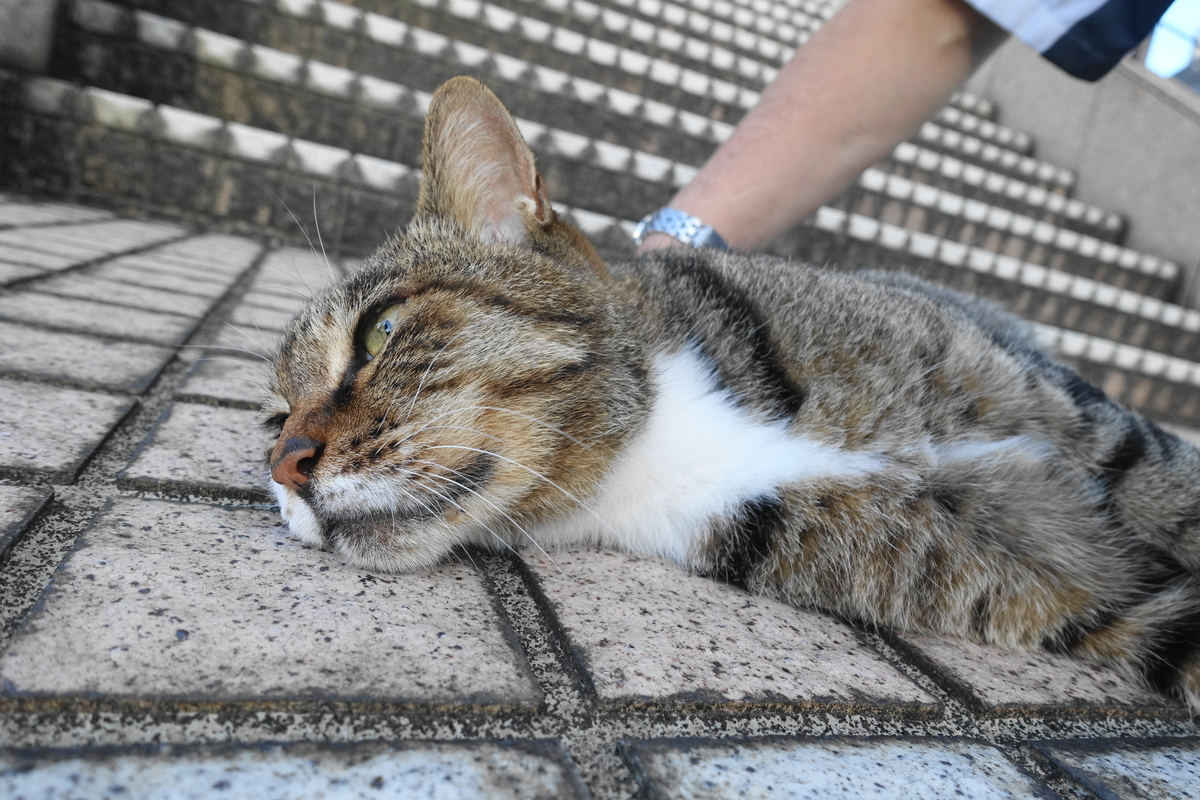 f:id:shigeo-t:20210816092403j:plain
