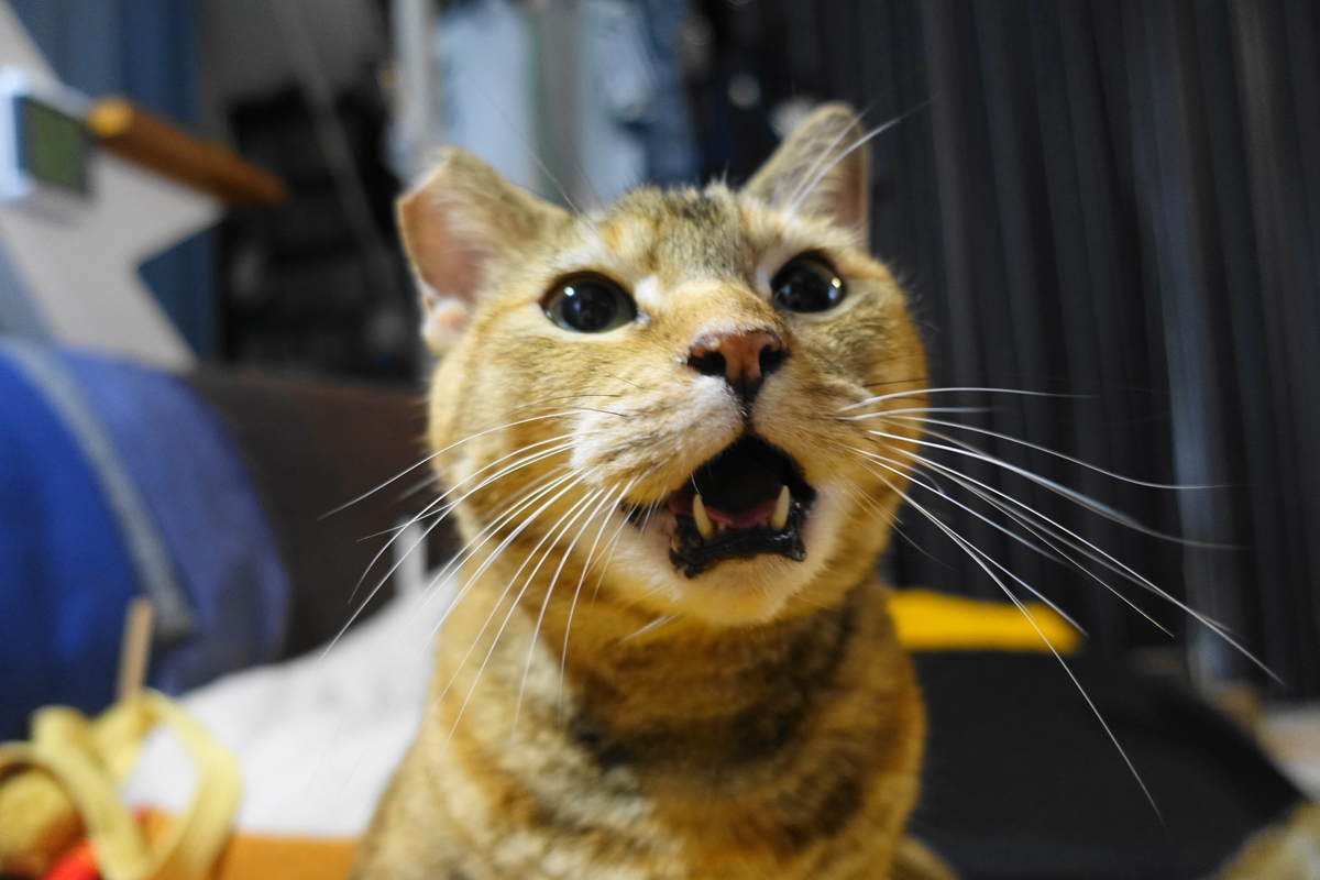 f:id:shigeo-t:20210820121117j:plain