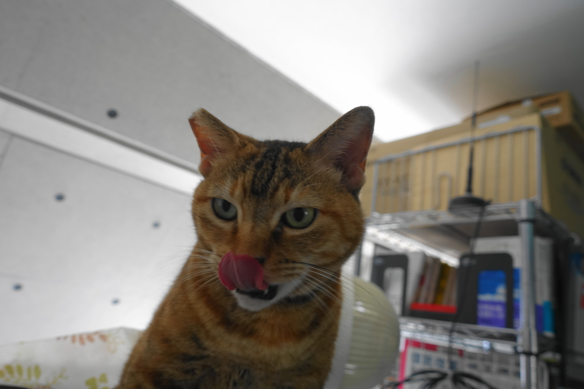 f:id:shigeo-t:20210820121339j:plain