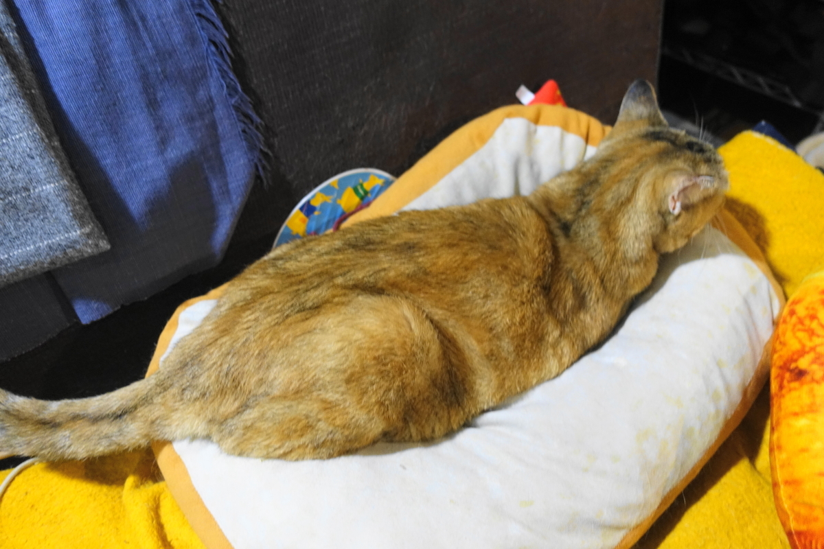 f:id:shigeo-t:20210820122416j:plain