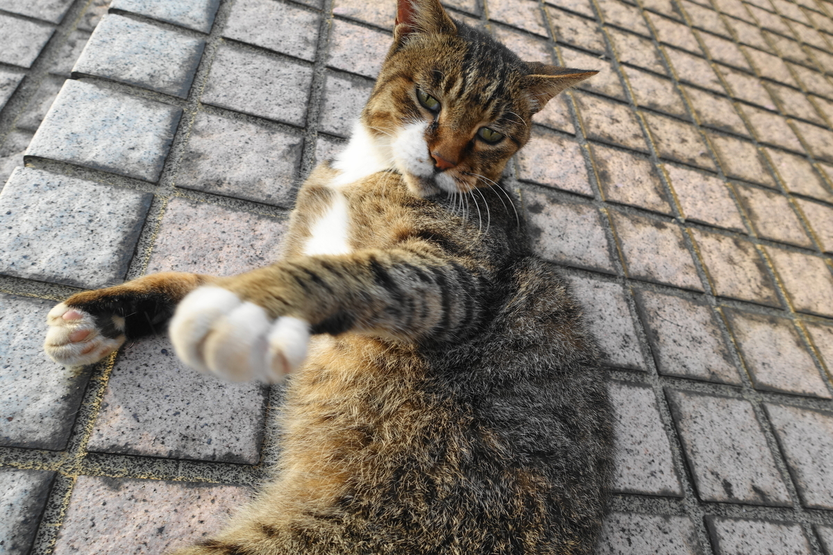 f:id:shigeo-t:20210827111426j:plain
