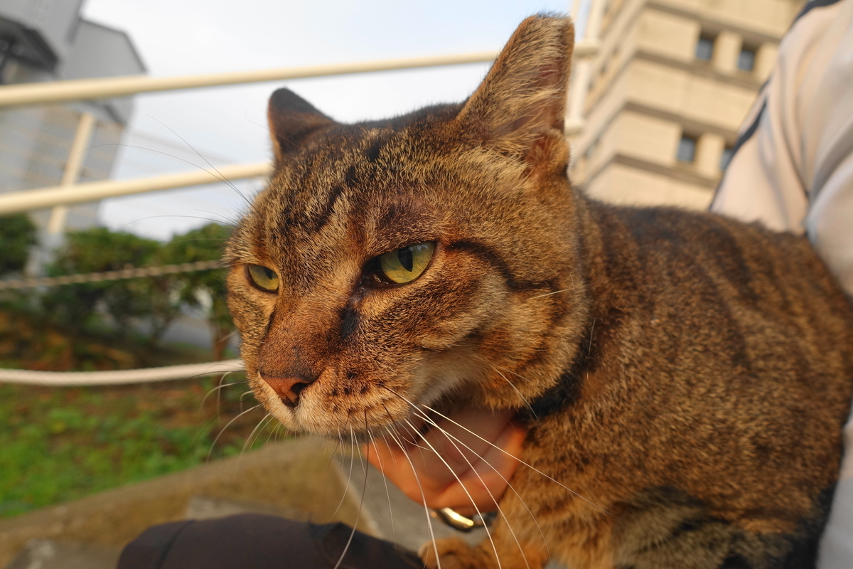 f:id:shigeo-t:20210902093126j:plain