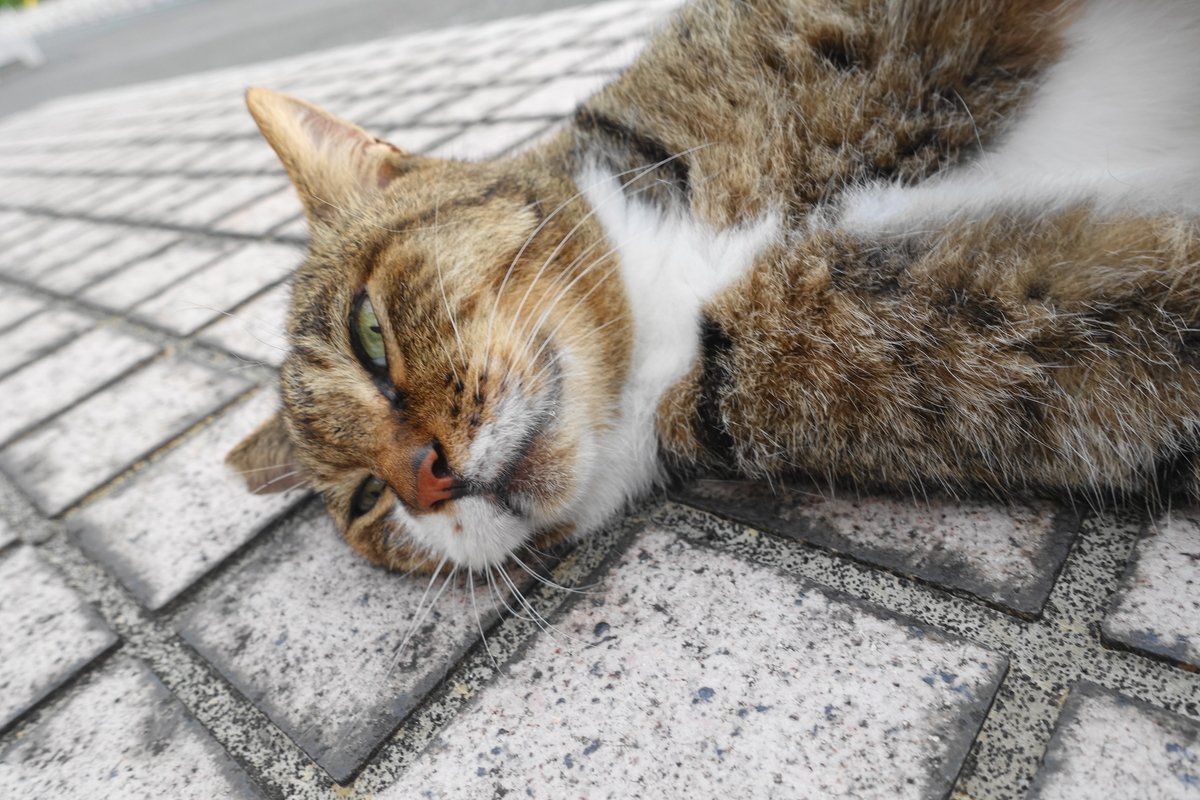 f:id:shigeo-t:20210902093724j:plain