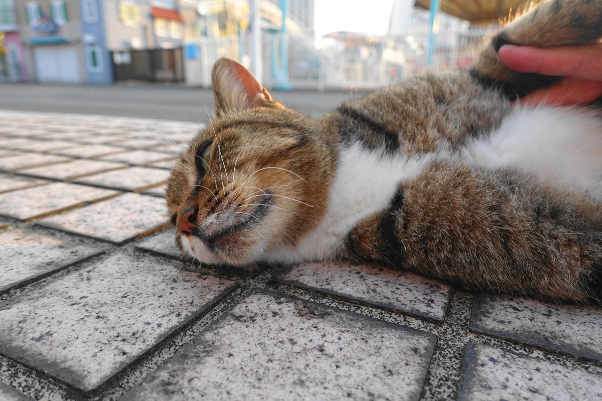 f:id:shigeo-t:20210902095417j:plain