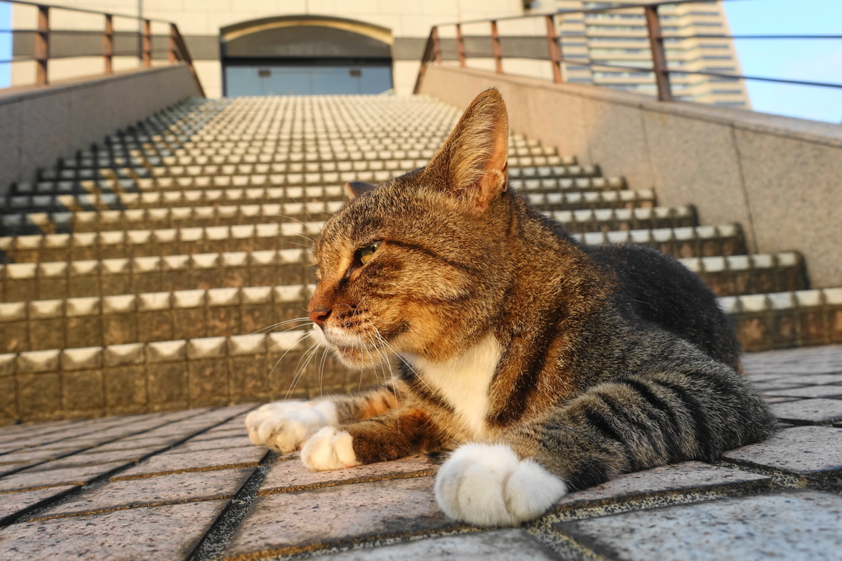 f:id:shigeo-t:20210902095502j:plain