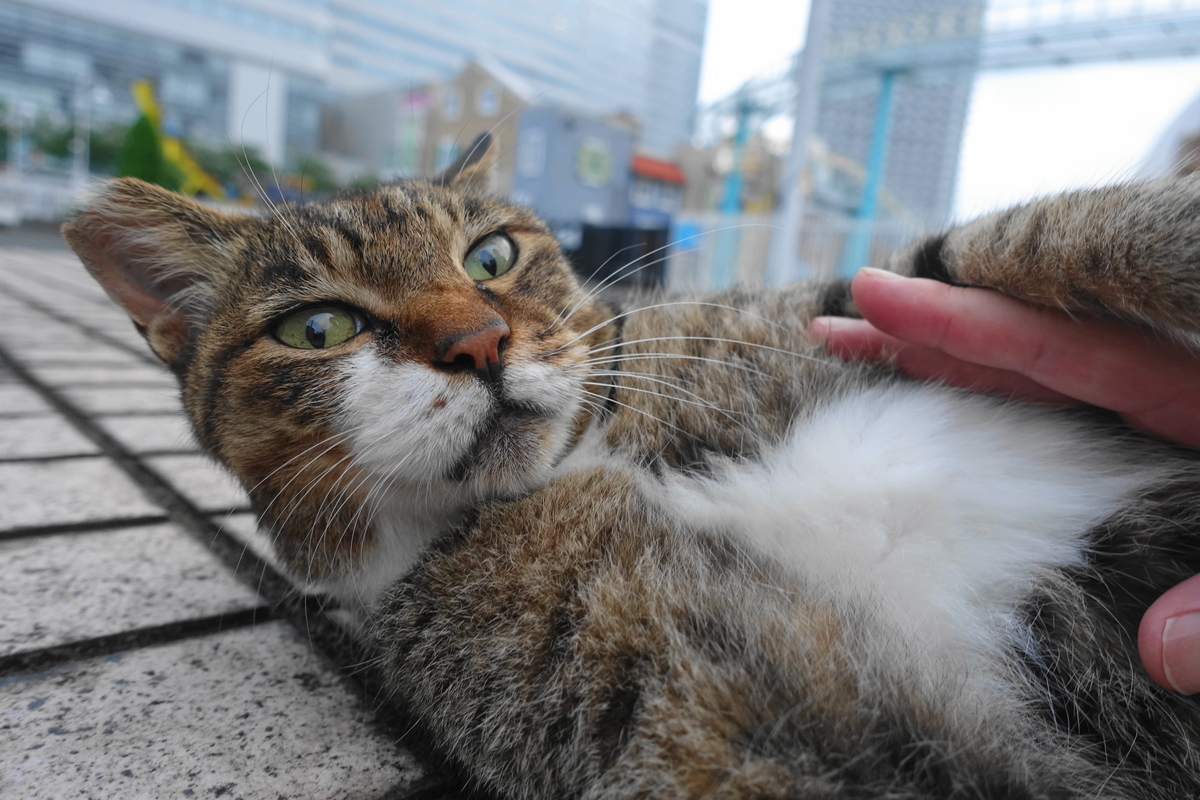 f:id:shigeo-t:20210902100029j:plain