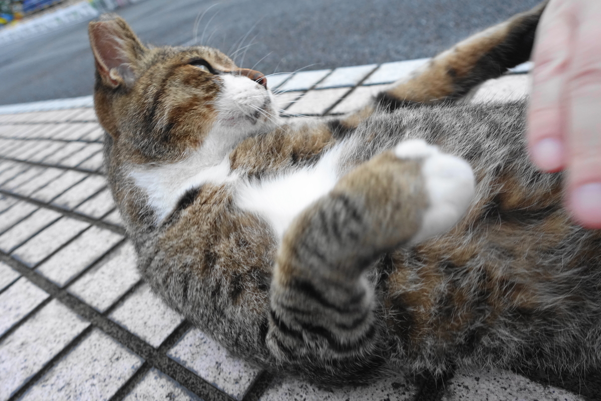 f:id:shigeo-t:20210902100051j:plain