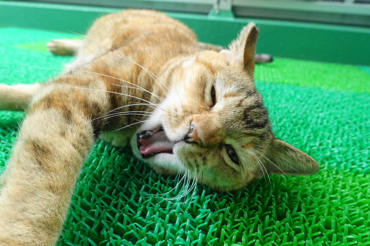 f:id:shigeo-t:20210906093849j:plain