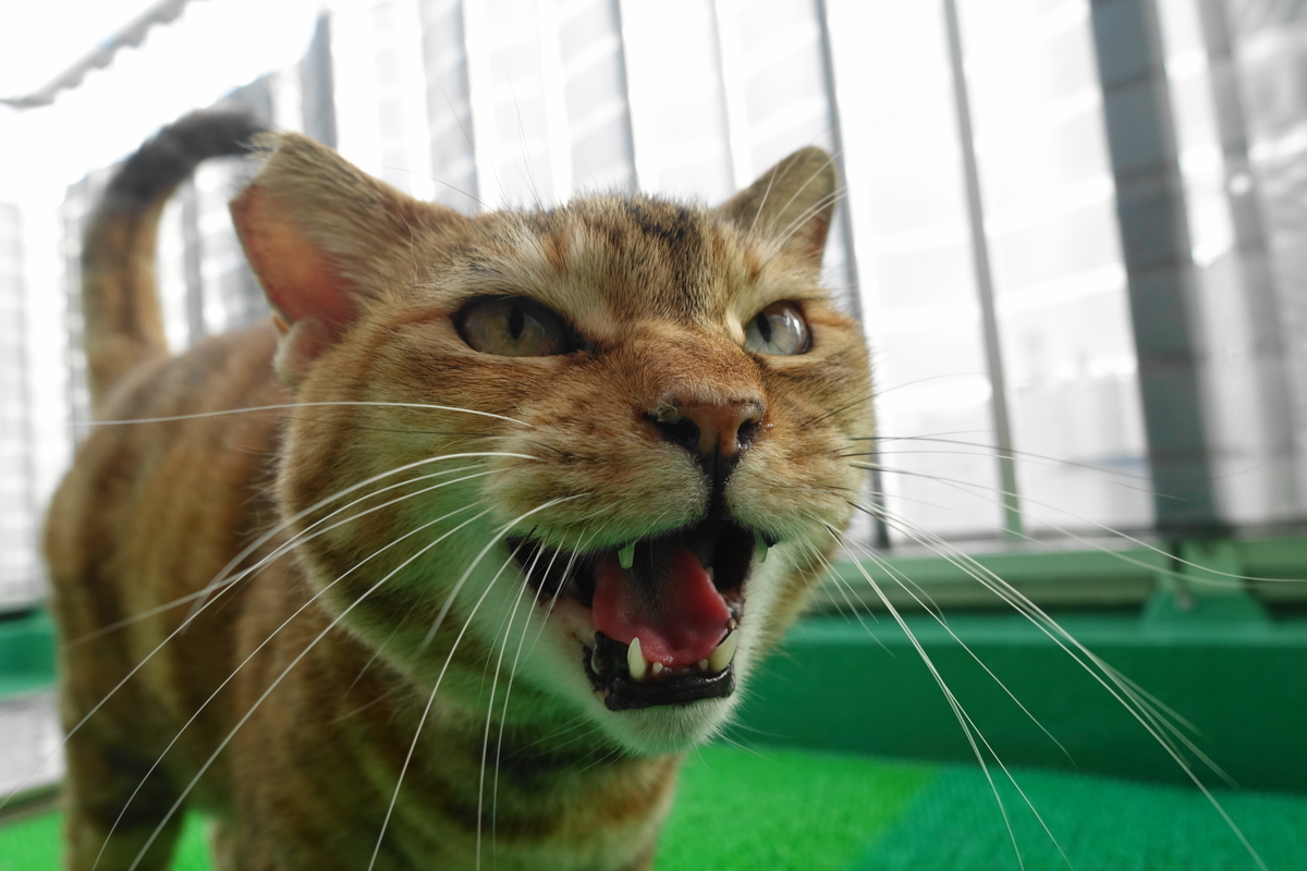 f:id:shigeo-t:20210906094007j:plain