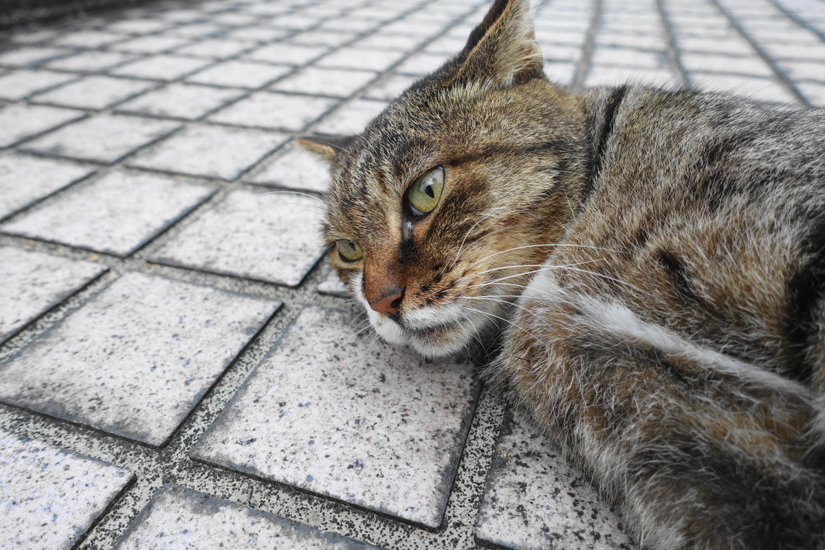 f:id:shigeo-t:20210907110322j:plain