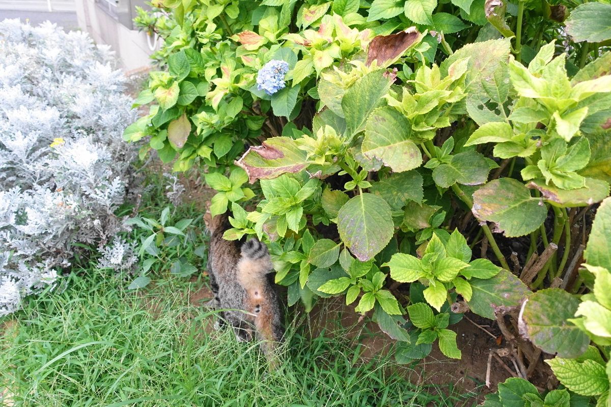 f:id:shigeo-t:20210907110759j:plain