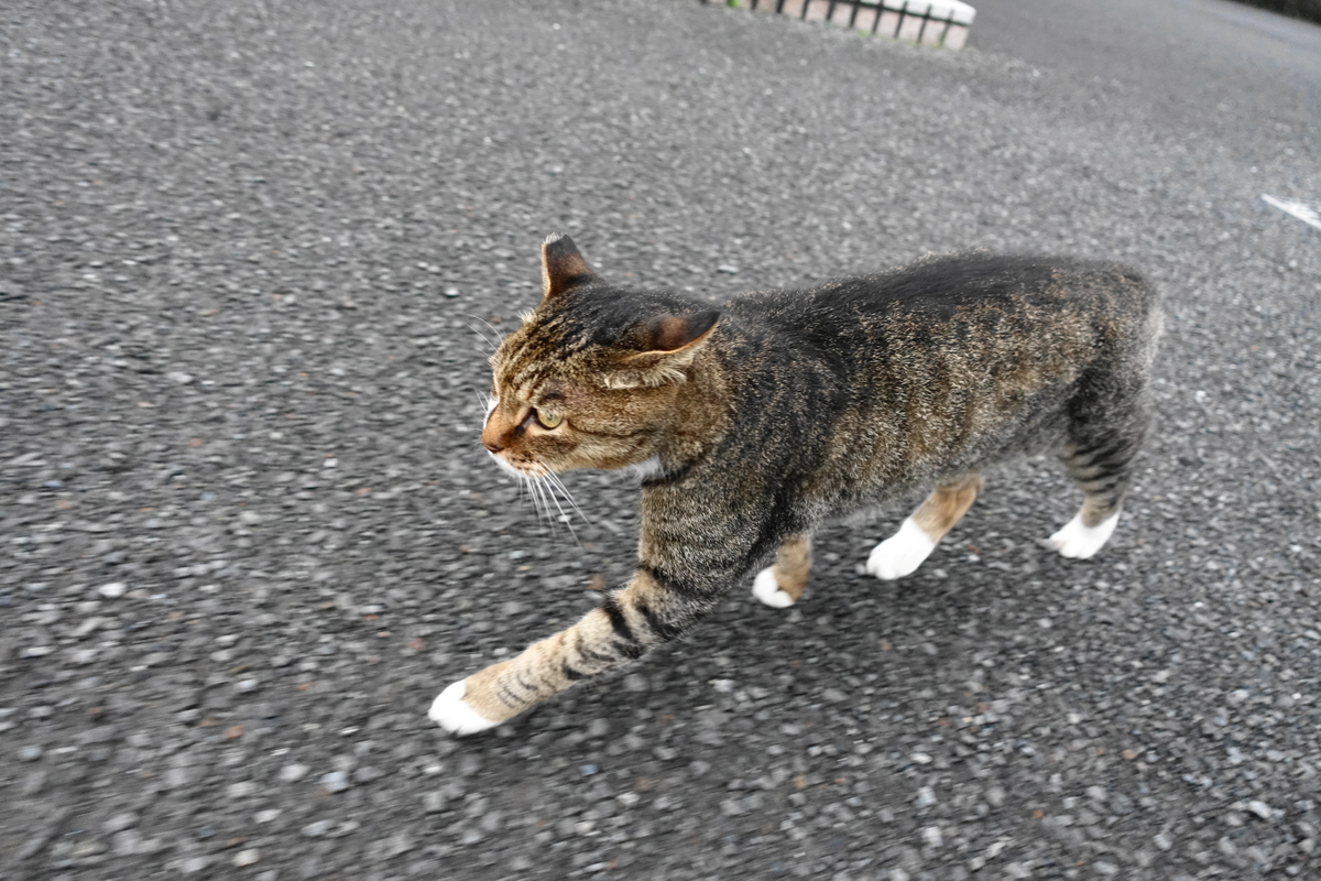 f:id:shigeo-t:20210907111427j:plain