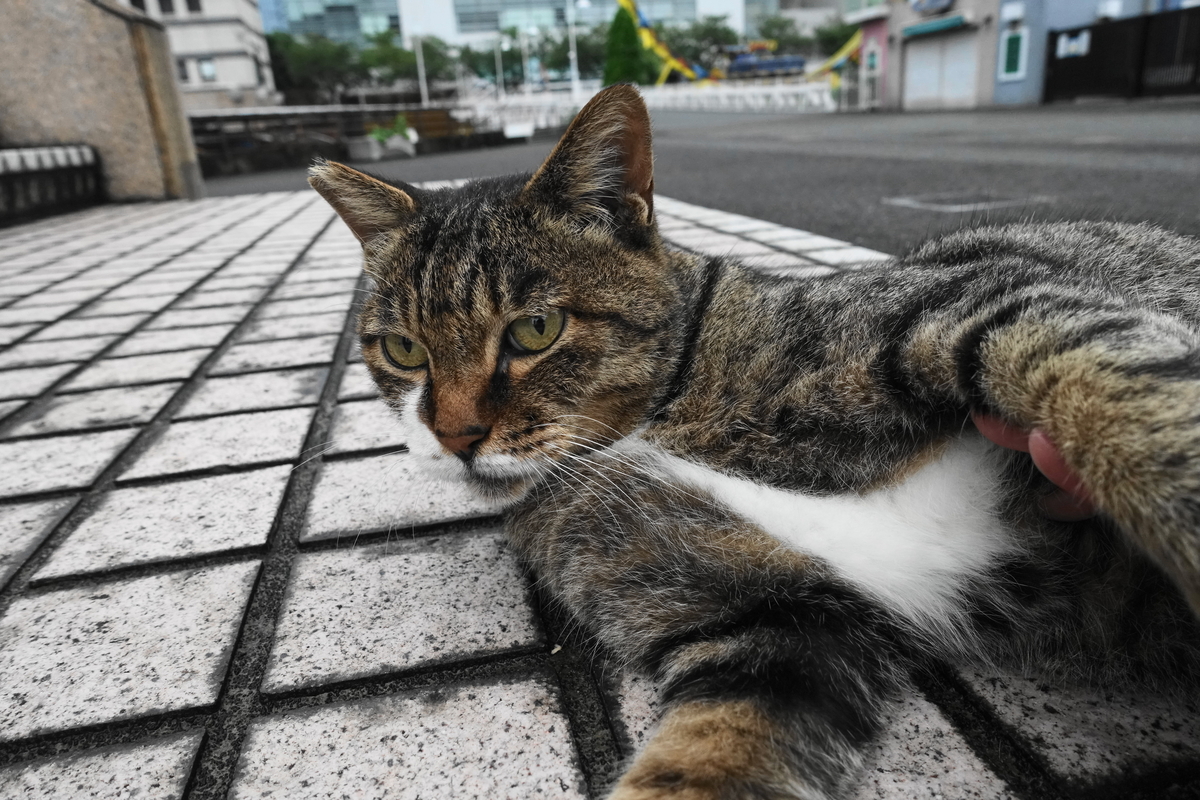 f:id:shigeo-t:20210907111619j:plain
