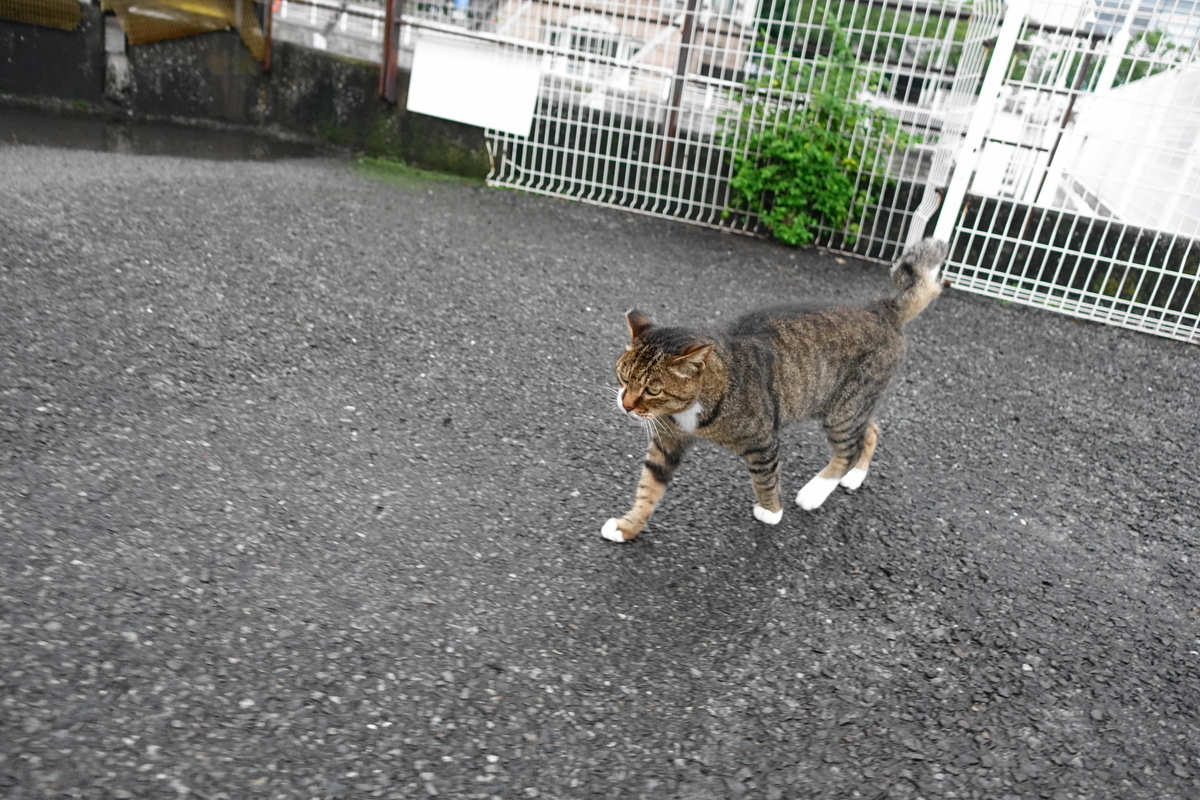 f:id:shigeo-t:20210909141807j:plain