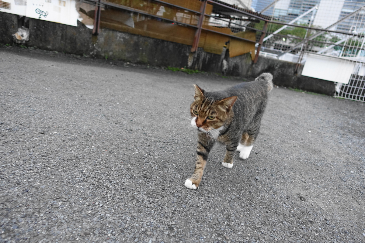 f:id:shigeo-t:20210909142905j:plain