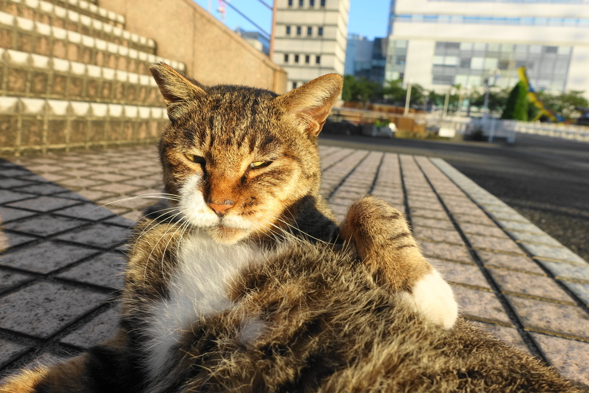 f:id:shigeo-t:20210909144432j:plain