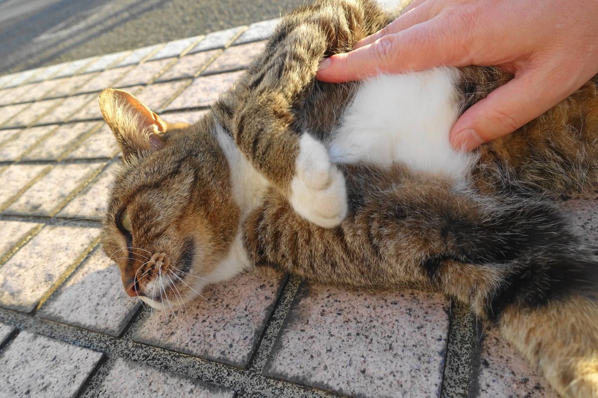 f:id:shigeo-t:20210909144456j:plain