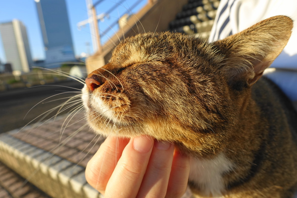 f:id:shigeo-t:20210909144534j:plain