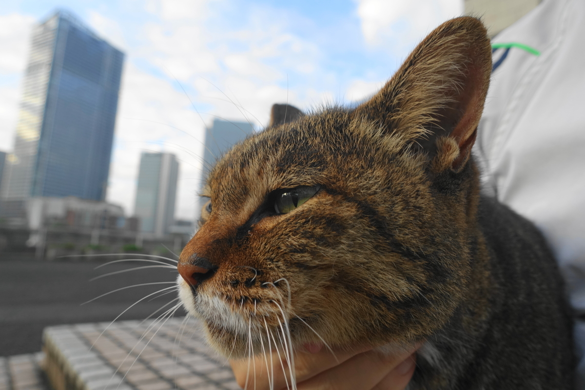 f:id:shigeo-t:20210912092452j:plain