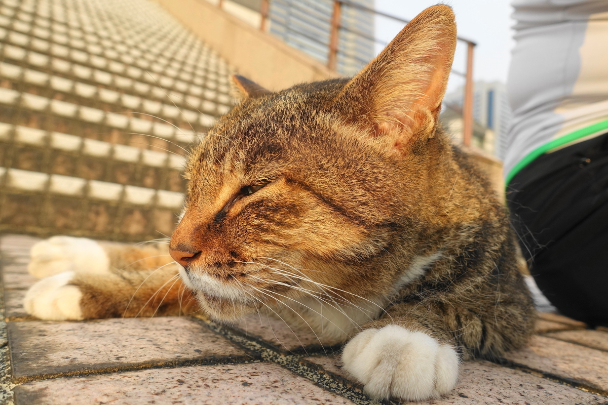 f:id:shigeo-t:20210912094457j:plain