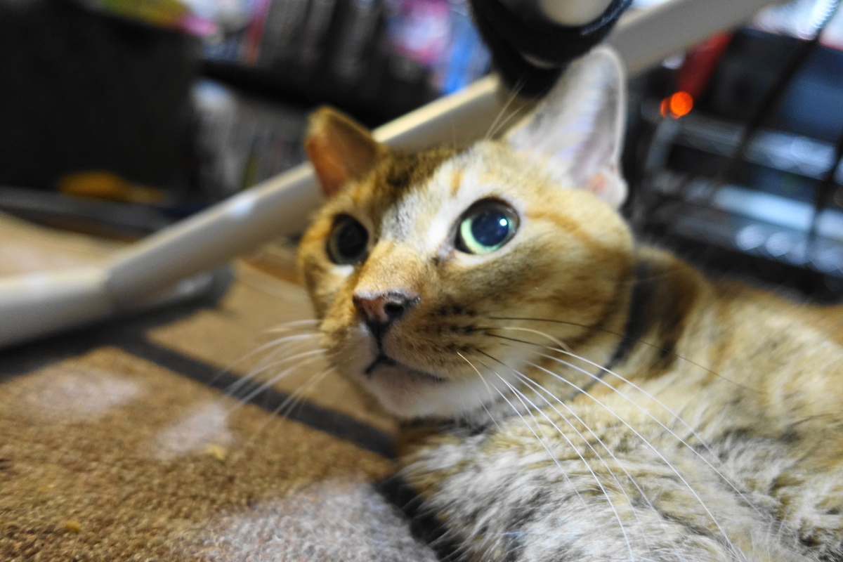 f:id:shigeo-t:20210921113007j:plain