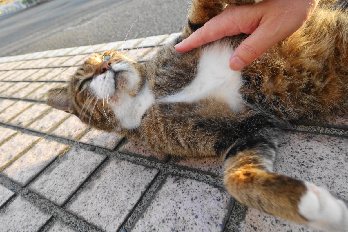 f:id:shigeo-t:20210925095513j:plain