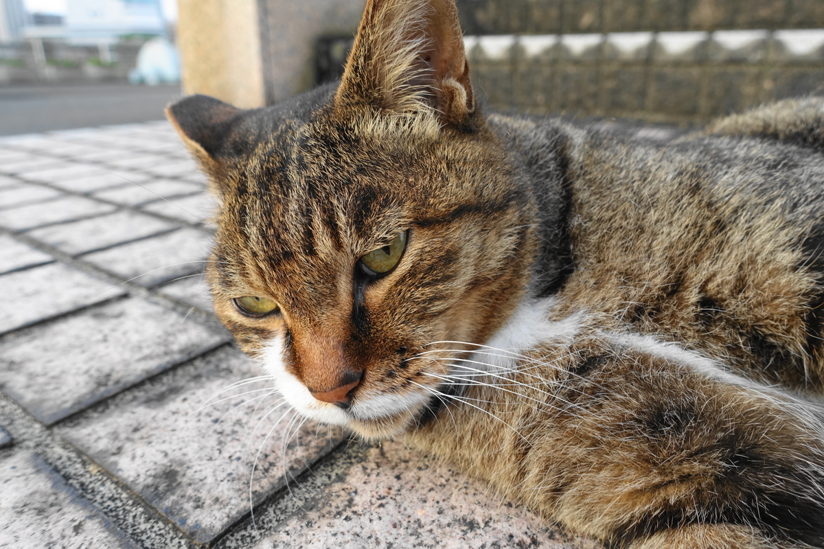 f:id:shigeo-t:20210925100517j:plain