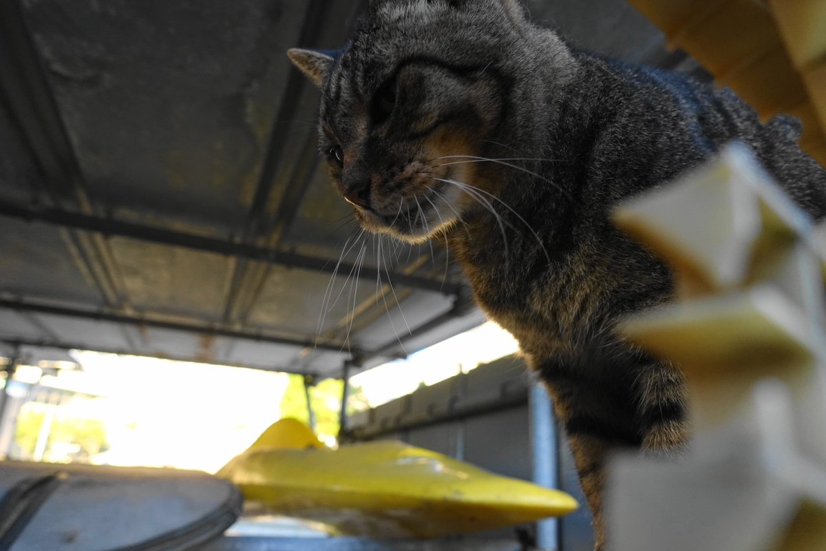 f:id:shigeo-t:20210926101638j:plain