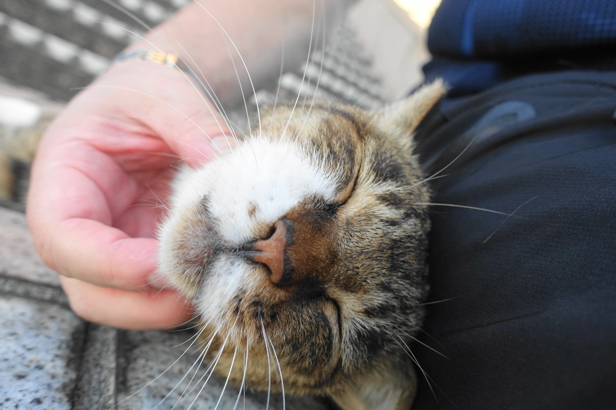 f:id:shigeo-t:20210926102029j:plain