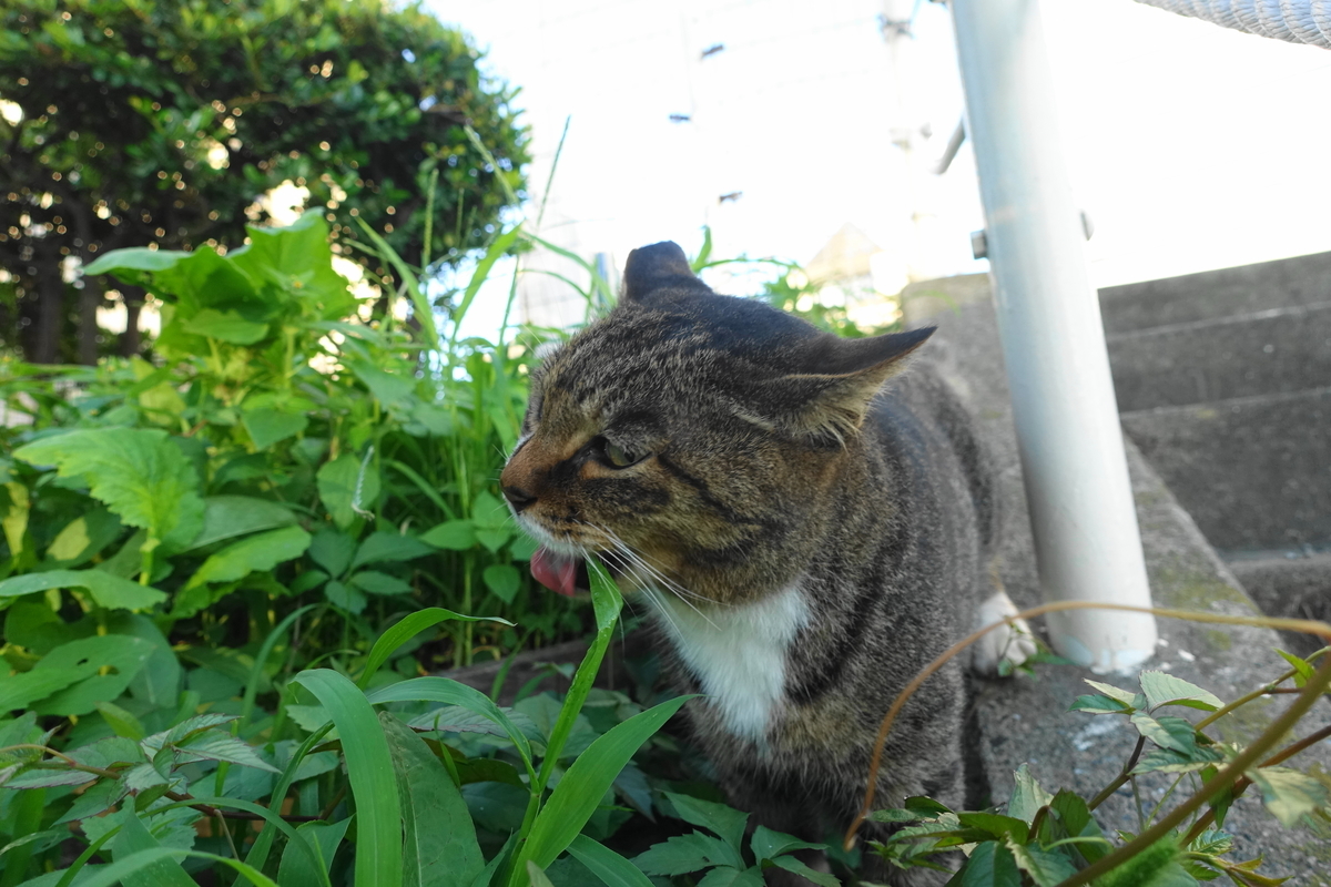 f:id:shigeo-t:20210926102251j:plain